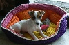  - ***Jack russel**