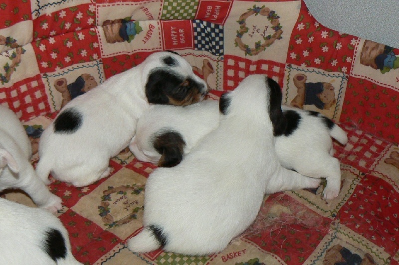 du Gué de la Haute Loue - Jack Russell Terrier - Portée née le 18/11/2010