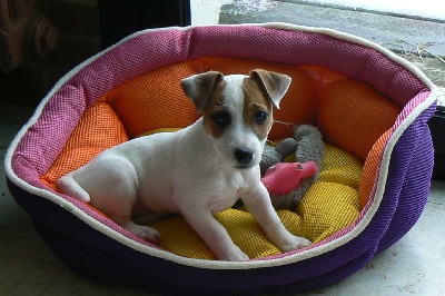 ***Jack russel**